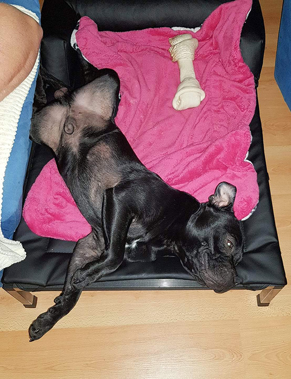 v stafbulik